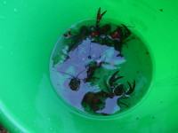 Nouvelle interdiction de transporter les écrevisses vivantes!