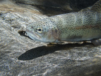 Empoissonnement du parcours de graciation de Brive