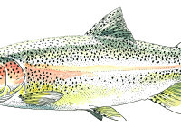 Empoissonnement truites 2020