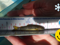 Etat des cours d&rsquo;eau et du peuplement piscicole au 30 juillet 2020